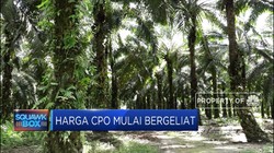 Pelan Namun Pasti, Harga CPO Mulai Bergeliat