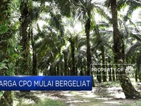 Pelan Namun Pasti, Harga CPO Mulai Bergeliat