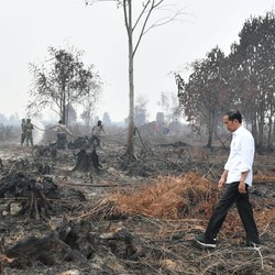 Jokowi: Siapapun Bos Perusahaan yang Bakar Hutan, Hukum!
