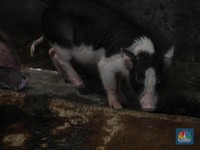 Misterius! 1.191 Babi Mati Mendadak di Bali, Ada Apa?
