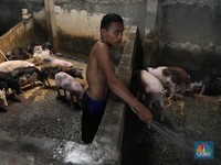 Mengintip! Sarang Pemotongan Babi di Tangerang
