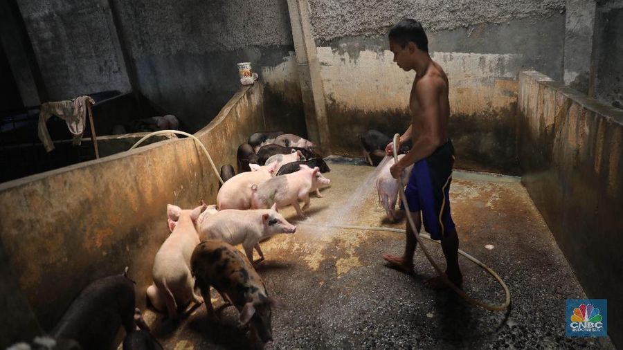 Biasanya sebanyak 20-50 ekor babi perhari dikirim dari Lampung ke RPH Tangerang untuk kegiatan pemotongan pada malam hari.