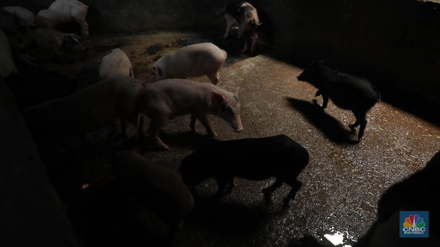 Biasanya sebanyak 20-50 ekor babi perhari dikirim dari Lampung ke RPH Tangerang untuk kegiatan pemotongan pada malam hari.