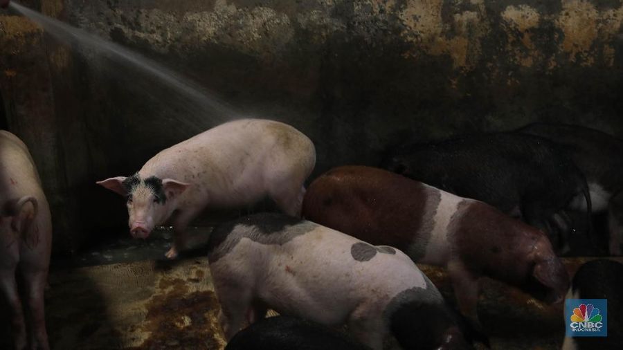 China akan menggelontorkan pasokan babi beku ke pasar guna memenuhi lonjakan permintaan