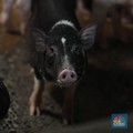 1 Juta Babi Bali dalam Bayang-Bayang Ancaman Virus Misterius