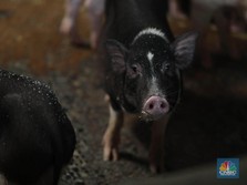 1 Juta Babi Bali dalam Bayang-Bayang Ancaman Virus Misterius