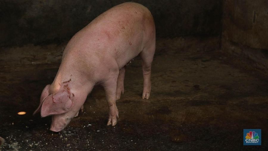 Kementan mengklaim tak ada persoalan pasokan daging babi untuk kebutuhan Nataru.