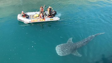 5200 Gambar Ikan Hiu Paus Gratis