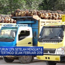 Pascapecah Rekor, Harga CPO Merosot 1,31%