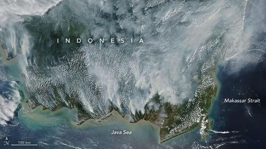 Deforestation in Papua/Doc.earthobservatory.nasa.gov