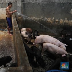 Bukan Babi Hutan, China Ciptakan Babi Mutan!