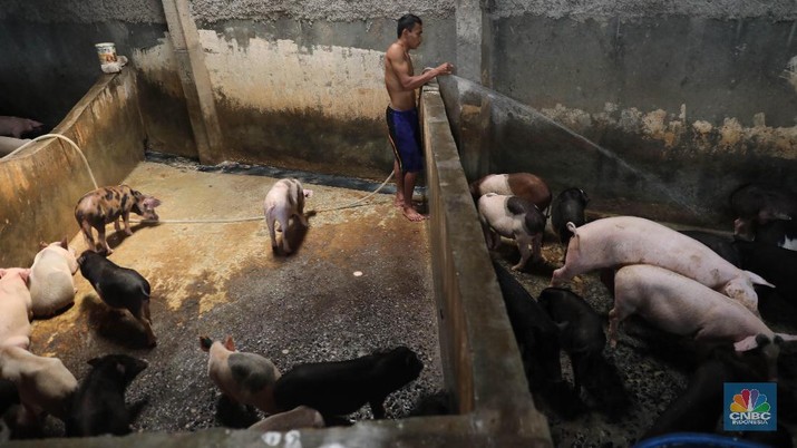 Kementan tak bisa melakukan pelarangan soal aktivitas perdagangan babi.