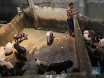 Teror Flu Babi, Perdagangan Babi Tak Dilarang ke Luar Sumut
