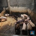 Kena Virus Mematikan, Babi RI Haram Masuk Malaysia!