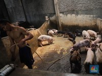 Flu Babi Kepung Sumut, Jutaan Babi di RI Harus Diselamatkan