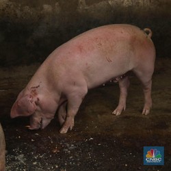 Seribuan Babi di Bali Mati Mendadak, Harga Daging Babi Anjlok