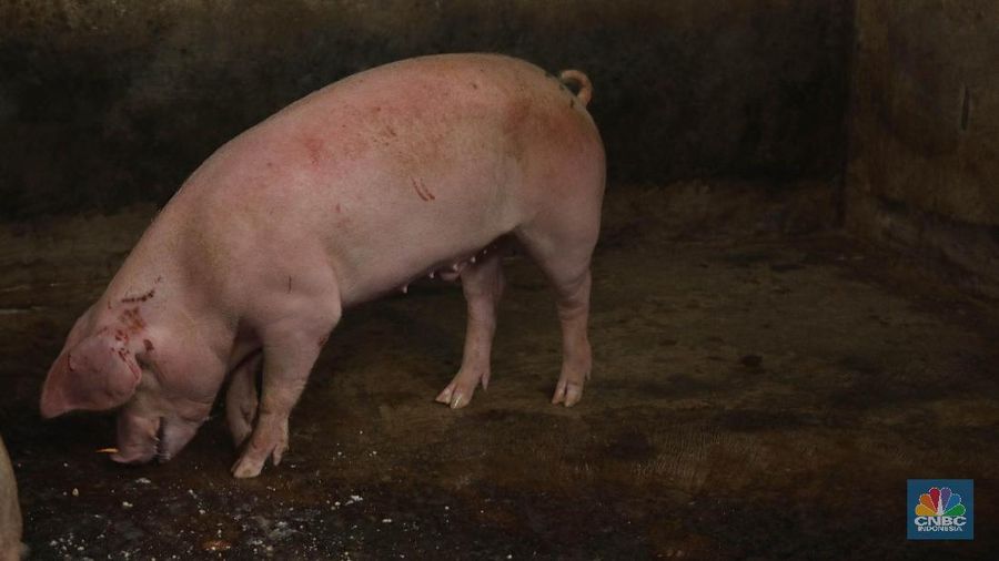 Kematian ribuan ekor babi yang terjadi dalam beberapa hari terakhir membuat harga daging babi di Bali jatuh