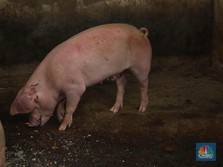 Ribuan Babi Mati Mendadak di NTT, Mirip di Sumut & Bali