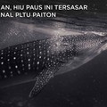 Kasihan, Hiu Paus Ini Tersasar ke Kanal PLTU Paiton