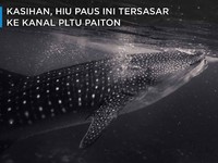 Kasihan, Hiu Paus Ini Tersasar ke Kanal PLTU Paiton
