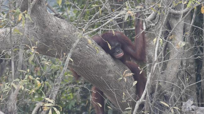 Ratusan Orangutan Derita Gangguan Pernapasan Akibat Karhutla