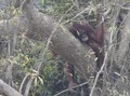 Ratusan Orangutan Derita Gangguan Pernapasan Akibat Karhutla
