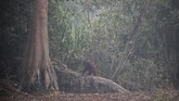 Seekor orangutan terlihat di tengah kabut asap tebal akibat karhutla di lokasi prapelepasliaran, Pulau Kaja, Kalimantan Tengah.(AP Photo/Fauzy Chaniago)