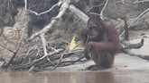 Seekor orang utan (Pongo pygmaeus) berada di lokasi prapelepasliaran di Pulau Kaja, Sei Gohong, Palangka Raya, Kalimantan Tengah. (ANTARA FOTO/Hafidz Mubarak)