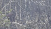 Bukan hanya manusia saja yang susah akibat karhutla dan asap dampaknya, satwa liar termasuk orangutan yang dilindungi pun terancam habitat dan kehidupannya.(ANTARA FOTO/Hafidz Mubarak)