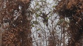 Satu dari dua Orangutan bergelantungan di tengah pohon di lokasi karhutla di Desa Sungai Awan Kiri, Kecamatan Muara Pawan, Kabupaten Ketapang, Kalimantan Barat, 16 September 2019. (ANTARA FOTO/HO/IAR Indonesia-Heribertus)