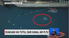 VIDEO: Evakuasi Hiu Tutul dari Kanal Air PLTU