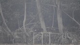 Sebanyak 37 orang utan terjangkit infeksi saluran pernafasan akibat menghirup kabut asap karhutla di lokasi prapelepasliaran di Pulau Kaja, Sei Gohong, Palangka Raya, Kalimantan Tengah. (ANTARA FOTO/Hafidz Mubarak)