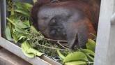 Orangutan dalam kondisi terbius di kandang usai diselamatkan dari pohon yang terbakar di lokasi karhutla di Desa Sungai Awan Kiri, Kecamatan Muara Pawan, Kabupaten Ketapang, Kalimantan Barat. (ANTARA FOTO/HO/IAR Indonesia-Heribertus)
