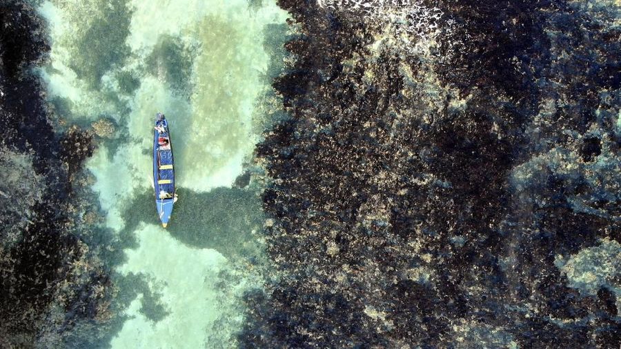 Fosil Misterius 890 Juta Tahun Bikin Ilmuwan Heboh