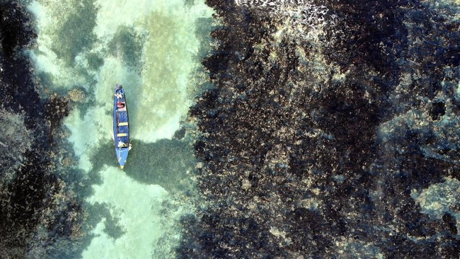 Fosil Misterius 890 Juta Tahun Bikin Ilmuwan Heboh
