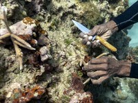 RI Bangun Kebun Karang Bawah Laut 'Raksasa' Rp111 M di Bali