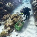 Tanda Kiamat Makin Nyata, Terlihat di Terumbu Karang RI