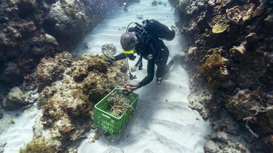 Diver Everton Simpson grabs a handful of staghorn, harvested from a coral nursery, to be planted inside the the White River Fish Sanctuary Tuesday, Feb. 12, 2019, in Ocho Rios, Jamaica. When each stub grows to about the size of a human hand, Simpson collects them in his crate to individually 