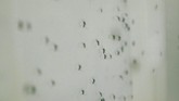 Nyamuk Aedes aegypti, spesies yang sama yang membawa penyakit Chikungunya dan Zika, disebut makin mengganas di Amerika Latin akibat perubahan iklim. (AP Photo/Arnulfo Franco)