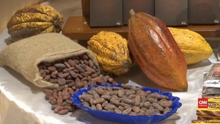 VIDEO: Kakao, Panenan Alternatif Peru Setelah Kokain