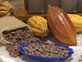VIDEO: Kakao, Panenan Alternatif Peru Setelah Kokain