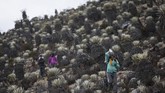 Padang ini berada di antara gletser Humboldt. (AP Photo/Rodrigo Abd)