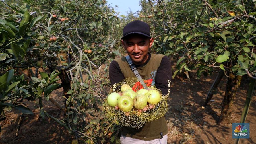 Di lokasi ini terdapat 4 dari 5 jenis apel yang umumnya ditanam, kecuali Apel Granny Smith. Untuk menuju ke sini, membutuhkan waktu 30 menit dari Kota Malang.