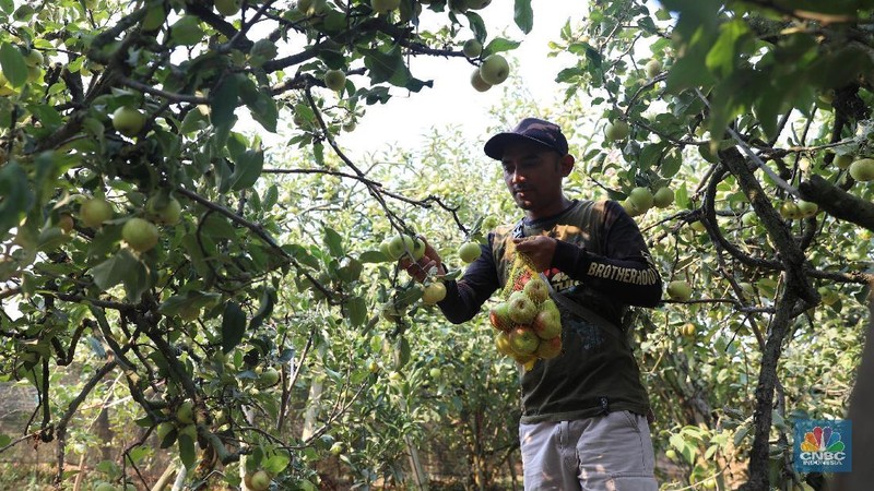Di lokasi ini terdapat 4 dari 5 jenis apel yang umumnya ditanam, kecuali Apel Granny Smith. Untuk menuju ke sini, membutuhkan waktu 30 menit dari Kota Malang.