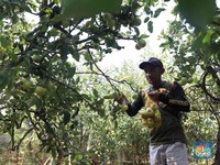 Mulai Marak! Kebun Apel Malang Diobral Murah, Pemilik Lagi BU