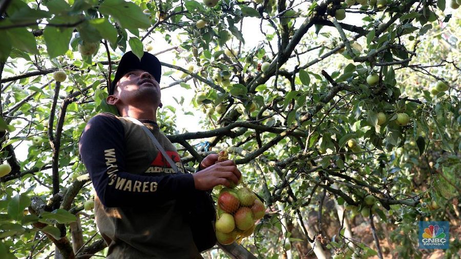 Di lokasi ini terdapat 4 dari 5 jenis apel yang umumnya ditanam, kecuali Apel Granny Smith. Untuk menuju ke sini, membutuhkan waktu 30 menit dari Kota Malang.