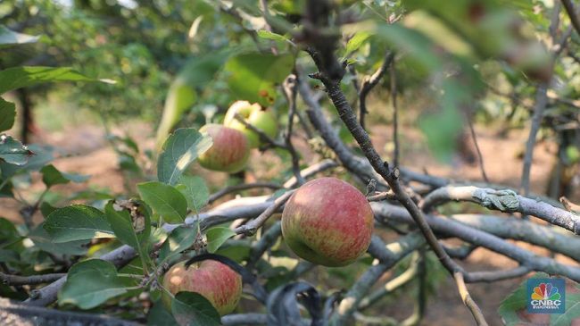 Ahli Gizi Jepang Beberkan 5 Buah Bisa Bikin Panjang Umur dan Sehat