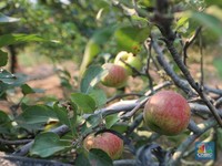 12 Buah-Sayur Mengandung Pestisida Tinggi & Cara Bersihkannya
