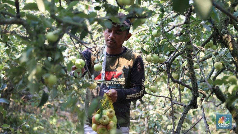 Di lokasi ini terdapat 4 dari 5 jenis apel yang umumnya ditanam, kecuali Apel Granny Smith. Untuk menuju ke sini, membutuhkan waktu 30 menit dari Kota Malang.