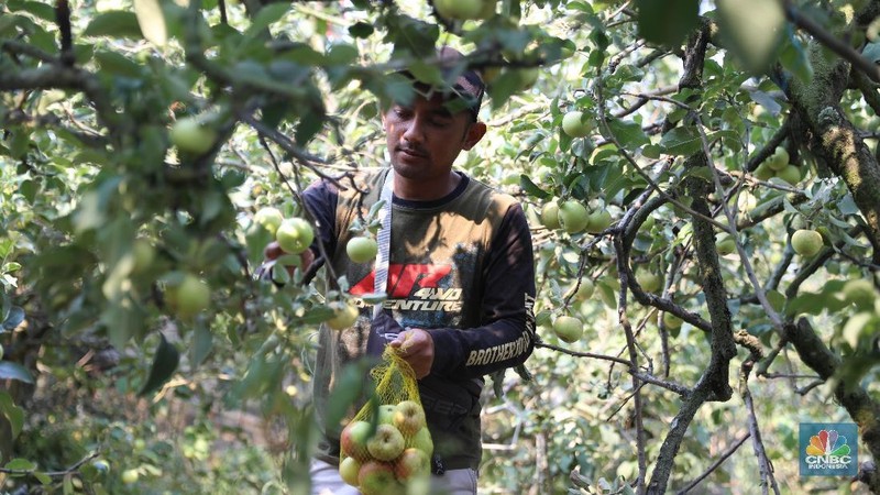 Di lokasi ini terdapat 4 dari 5 jenis apel yang umumnya ditanam, kecuali Apel Granny Smith. Untuk menuju ke sini, membutuhkan waktu 30 menit dari Kota Malang.